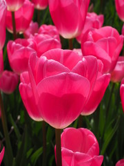 red tulips in the garden - 262511094
