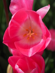 red tulip in the garden - 262511200
