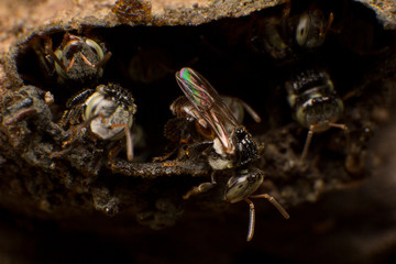 Stingless bees stand front of nest, Stingless bees gathered on nest hole, close up stingless bee on nest,  Thailand.