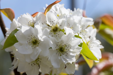 梨の花