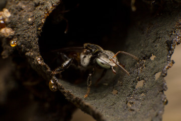 Stingless bees stand front of nest, Stingless bees gathered on nest hole, close up stingless bee on nest,  Thailand.