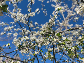 white spring flowers on a tree against sky