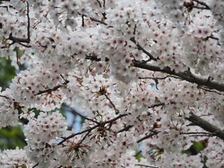 cherry tree blossom - 262511656