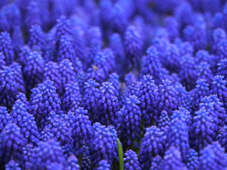 bunch of lavender flowers - 262511863