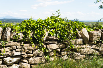 Mur en pierres avec du lierre