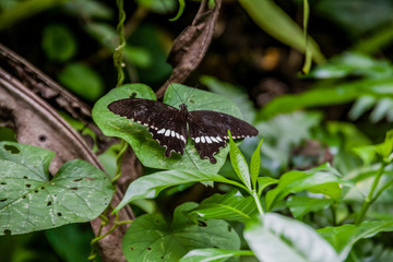 Common Mormon (Papilio polytes) on a leaf