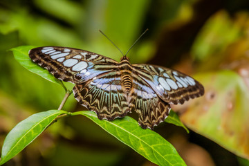 Fototapeta na wymiar Malaysian Blue Clipper Butterfly (Parthenos sylvia lilacinus)