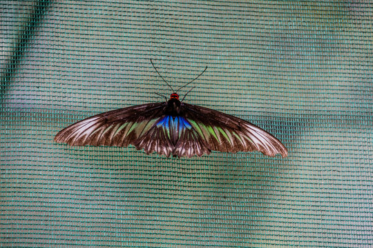 A female of Rajah Brooke's birdwing butterfly (Trogonoptera brookiana), a national butterfly of Malaysia