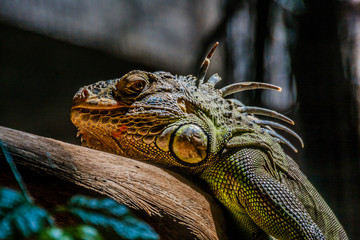 The green iguana, also known as the American iguana, is a large, arboreal, mostly herbivorous species of lizard