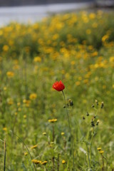 Cuando eres la única entre todas