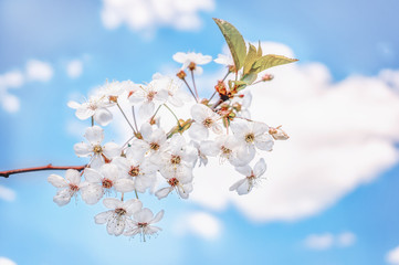 Spring branch with white small flowers. Background. Copy space