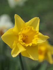 yellow daffodil in the garden - 262512443