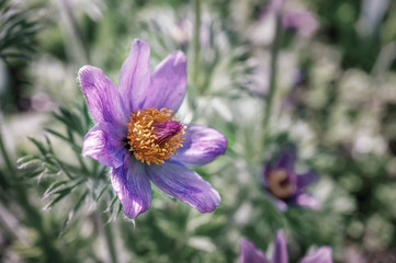 Beautiful Eastern pasqueflower Pulsatilla patens in spring