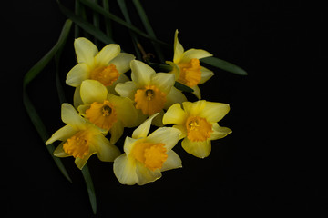 Naklejka na ściany i meble Close-up of a bouquet of yellow daffodils on a black background