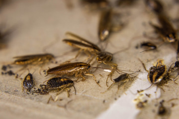 dead cockroaches trapped