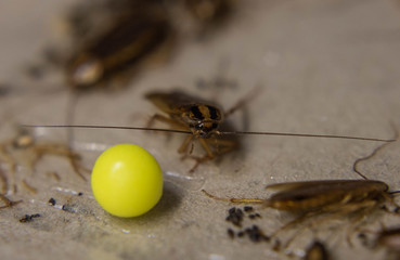 dead cockroaches trapped