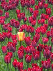 field of red and yellow tulips - 262513080