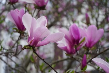 Obraz na płótnie Canvas Pink and white Magnolia flowers background Close up / Spring blossom