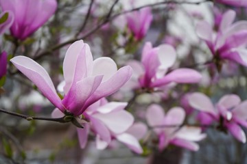 Obraz premium Pink and white Magnolia flowers background Close up / Spring blossom