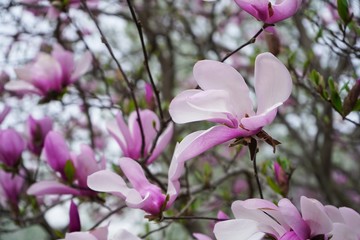 Pink and white Magnolia flowers background Close up / Spring blossom