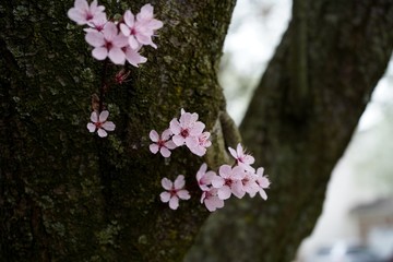 Cherry Blossom on tree bark, selective focus