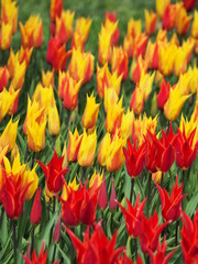 field of red and yellow tulips - 262513635