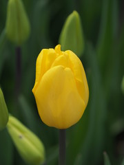 yellow tulip on green background - 262513664
