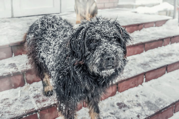 Black yard dog, with shaggy wool. Homeless animals. Winter, frosty weather and a lot of white snow.
