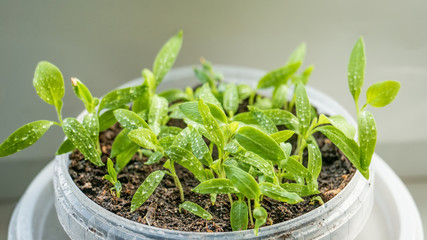 Growing seedlings of tomatoes and peppers on the windowsill in plastic pots. Recycling and recycling plastic