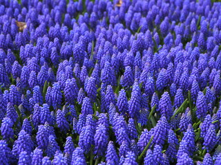 bunch of lavender flowers - 262514241