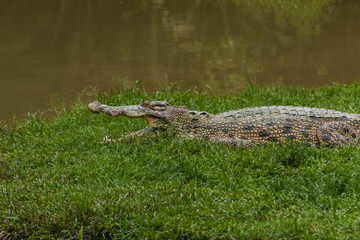 The saltwater crocodile (Crocodylus porosus) is a crocodilian native to saltwater habitats and brackish wetlands from India's east coast across Southeast Asia and the Sundaic region 