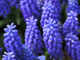 blue flowers in the garden - 262514423