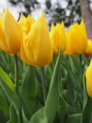 yellow tulips on green background