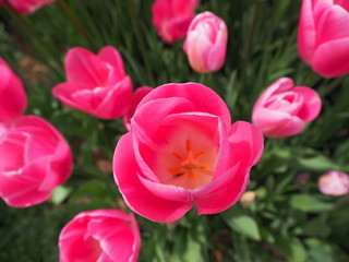 tulips in the garden - 262514656
