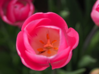 red tulip - 262514672