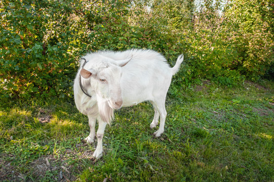 A beautiful young white goat is chewing a leaf of cabbage on a beautiful green background