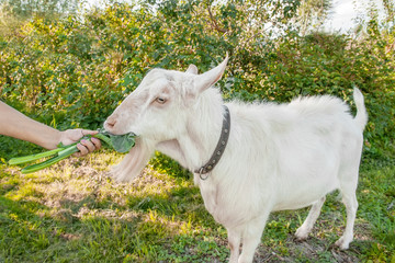 Fototapeta premium A beautiful young white goat is chewing a leaf of cabbage on a beautiful green background