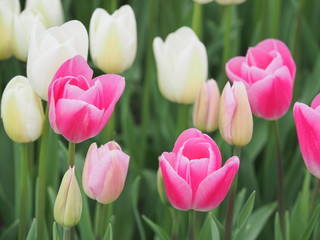 tulips in the garden - 262514881