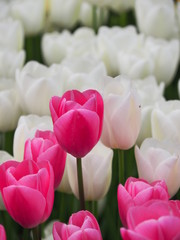 bouquet of pink tulips - 262514887