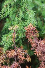 Background of multi colored autumn forest litter of colorful green, yellow, red and brown arborvitae thuja needle leaves, Close-up view