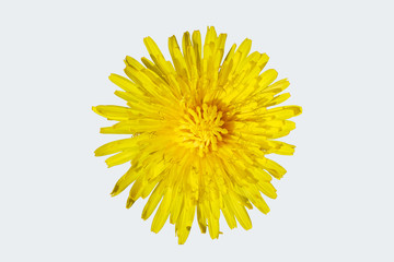 dandelion flower isolated on white background 
