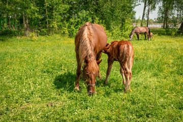 Naklejka na ściany i meble A horse with a newborn foal grazes in a meadow in Sunny weather