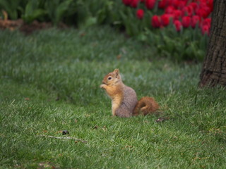 squirrel eating nut - 262515458