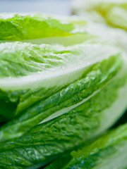 Romaine Lettuce -  green healthy salad ingredient.