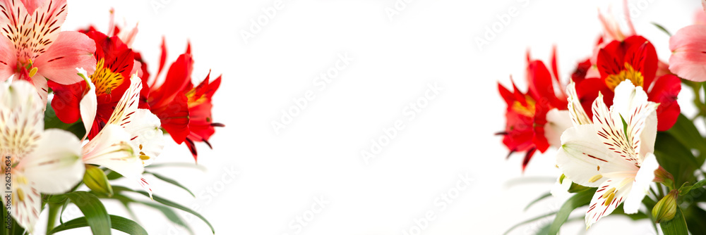 Canvas Prints white background with bright colors. macro. multicolored bouquets of flowers on a white background f