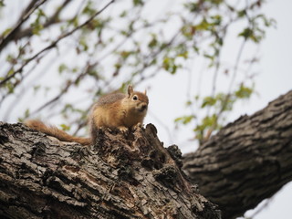 squirrel on tree - 262515651