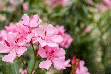 Pink oleander or Nerium flower