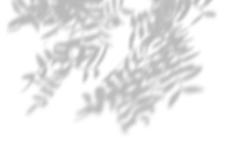 Summer background of shadows branch leaves on a white wall. White and Black for overlaying a photo or mockup