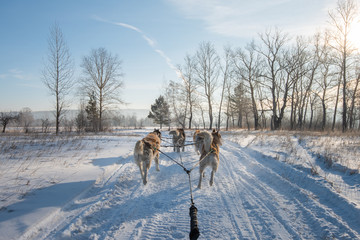 Group of Siberian Husky Dog sledding on the snow