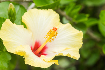Fototapeta na wymiar Close up of Yellow Hibiscus